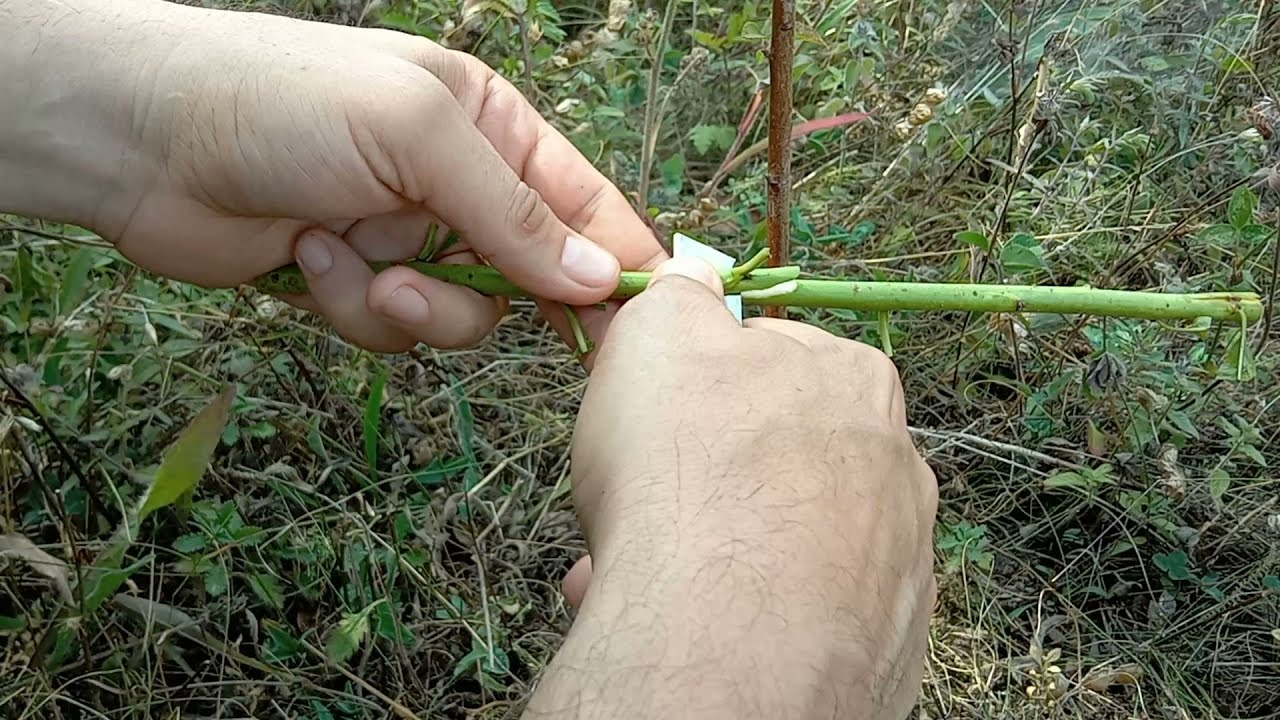 Присаждане / ашладисване на праскова чрез чип бъдинг