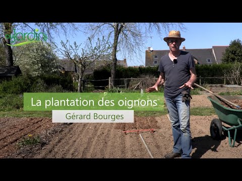 Comment planter des oignons