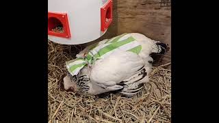 Tonic Immobility in a Chicken? (like fainting goats)