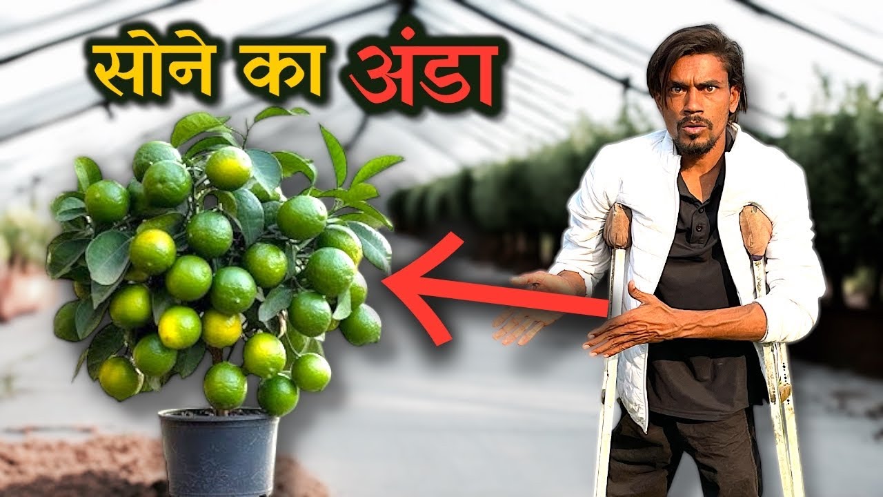 सोने का अंडा | kumbhkat Lemon | Ar Rehman nursery | #farming 