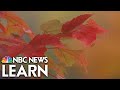 Understanding Autumn Leaf Colors