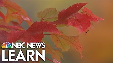 Chemistry of Changing Leaves