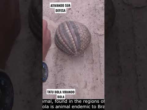 TATU VIRANDO UMA