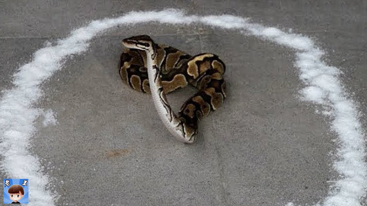 如果你把一條蛇放在鹽圈裡會發生什麼 結果讓人有點意外 Youtube
