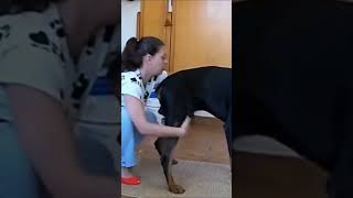 Love You Much My Pet