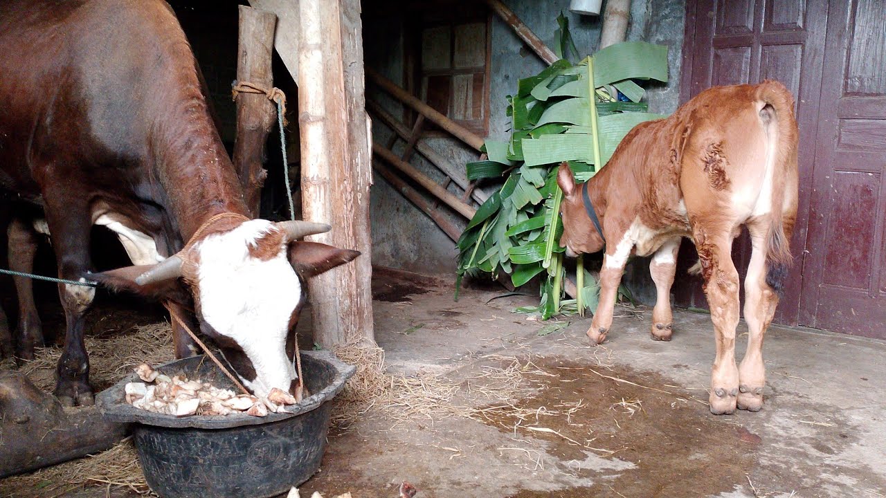 MAKANAN ALTERNATIF SAPI 🐂 SELAIN KOLONJONO ‼️