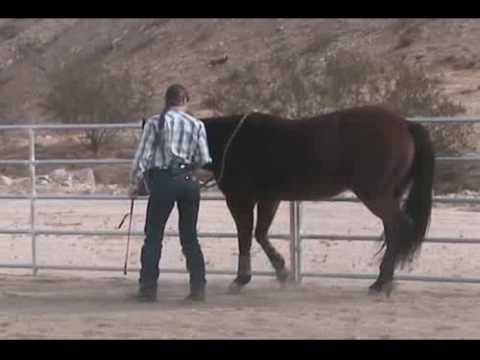 How to Teach Your Horse to Lead