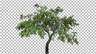 Cherry High Swaying Tree Branches Green Swaying | Motion Graphics - Envato elements