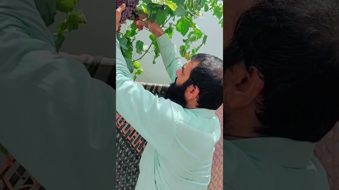 انگور کا پہلا پھل