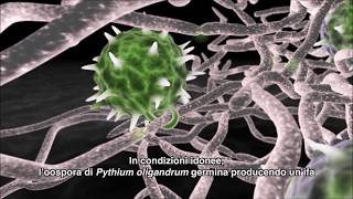 POLYVERSUM - il micoparassitismo diretto contro i patogeni