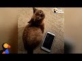 Blind Mini Cat Gives Her Mom Kisses - MILI | The Dodo