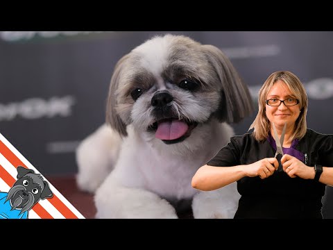 Video: Làm thế nào để vận chuyển một con thú cưng