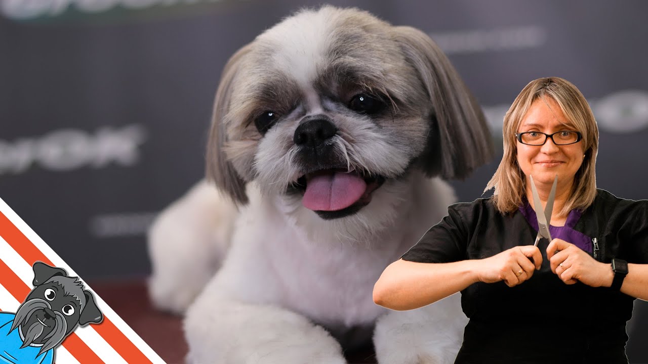 How to groom shih tzu? - Haircuts shih tzu. Transformation!