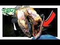 HUGE ROTTEN CAVITY INSIDE COW'S HOOF | TEC TV