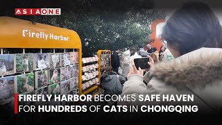 Firefly Harbor Becomes Safe Haven for Hundreds of Cats in Chongqing | Asia One News