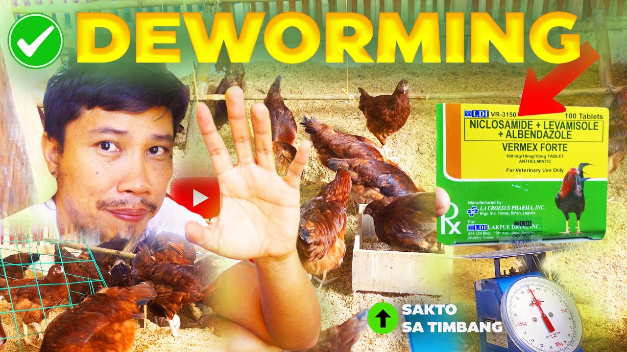 raising-chicken-at-home-nag-purga-ako-ng-50-pcs-na-manok-deworming