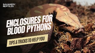 Tips for Keeping Blood Pythons in Enclosures