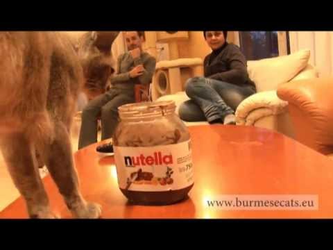 Burmese cat vs Nutella 