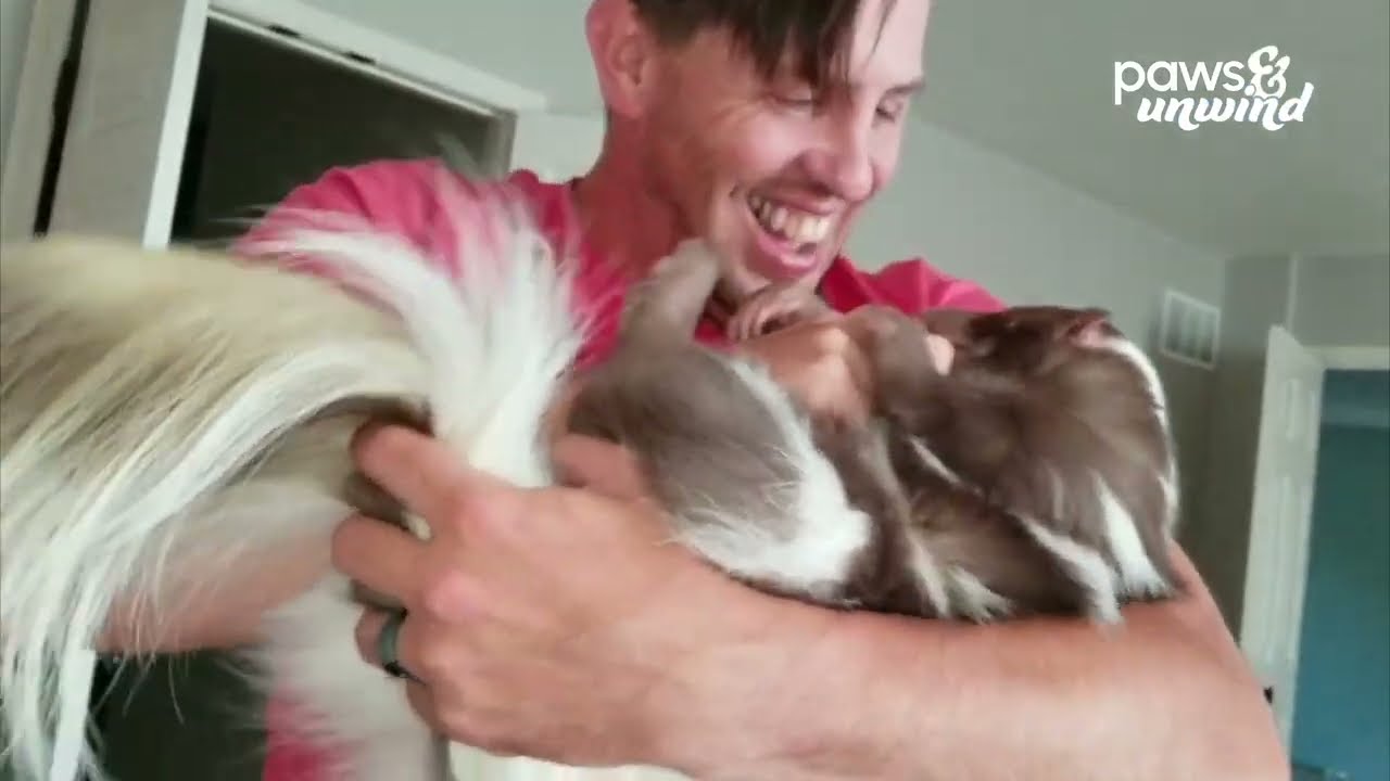 Paws & Unwind | BEST Pet Videos to Make You Smile