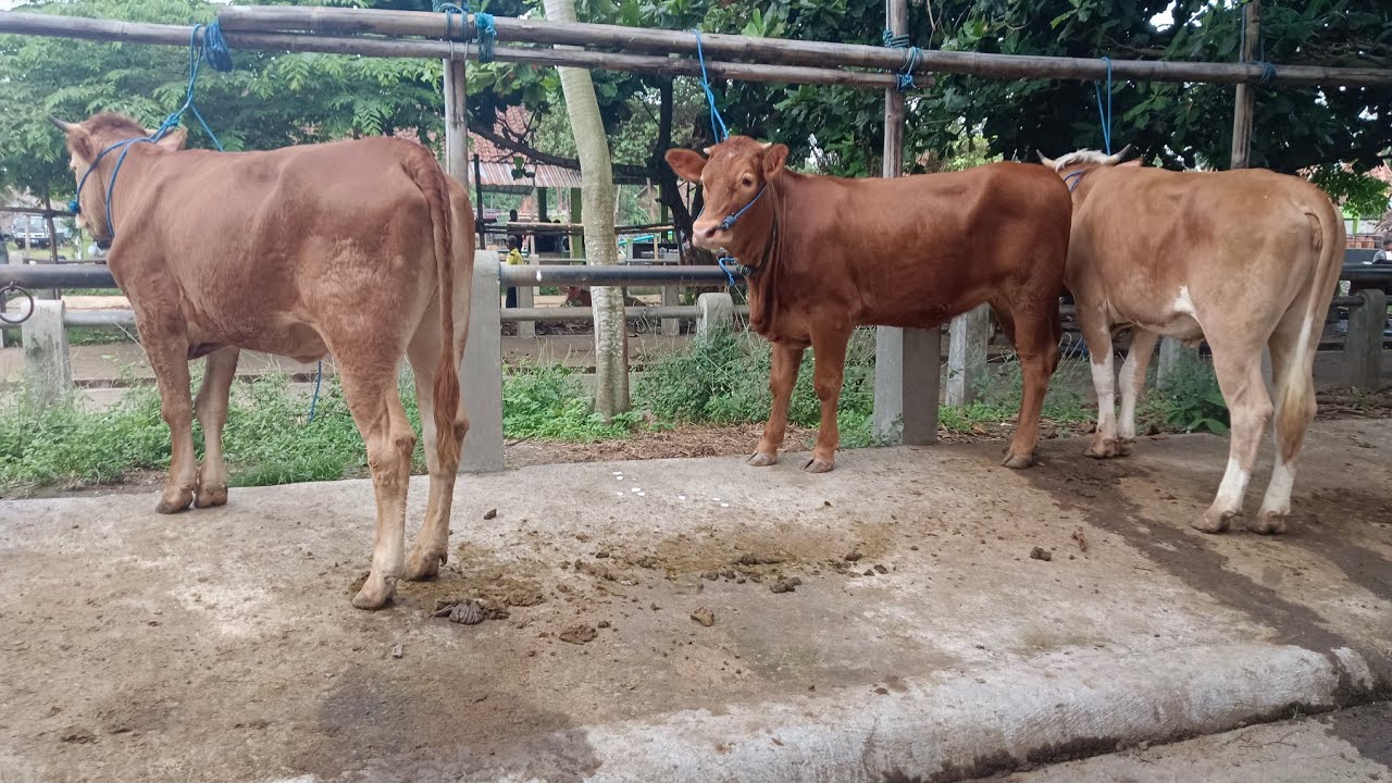 Harga sapi bakalan betina pak warjiman mas iwan Pasar hewan Muntilan awal Juli 2025