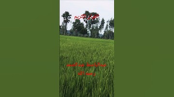 القران الكريم بصوت الشيخ عبدالباسط عبدالصمد رحمه الله عليه وسلم