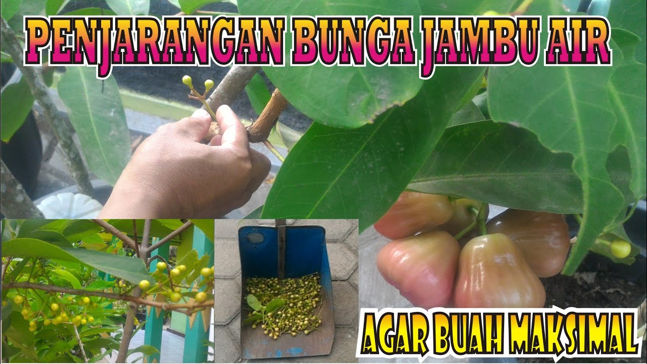 teknik penjarangan bunga atau calon buah jambu air agar buahnya maksimal