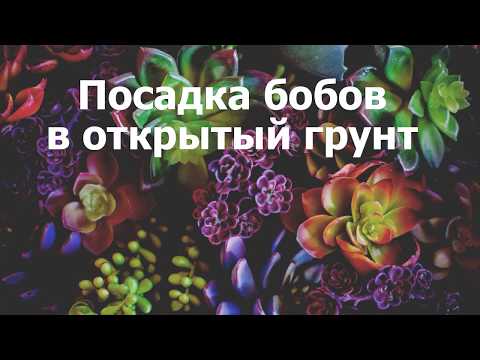 Посадка бобов в