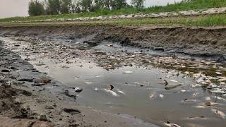 Thousands of fish have died around Boyd Lake