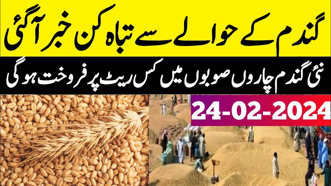 New Wheat price 2024 |wheat price today pakistan|Import wheat update 
