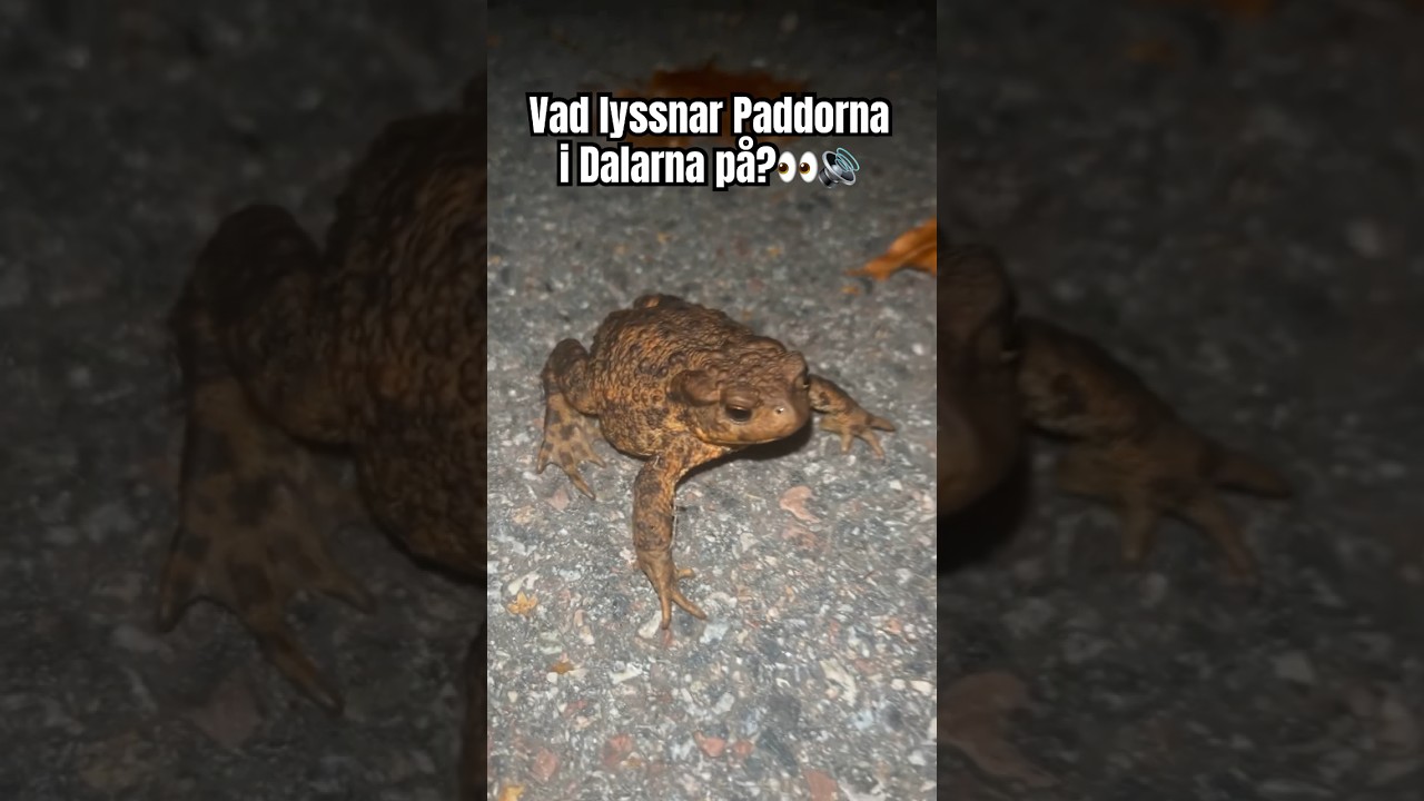 Epadunk i Dalarna🐸👋🏻🔊