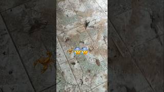 Kala Jengking Ni Boss🦂 #shortvideo #1ksubscribers #share #subscribe #mychannel #fyp