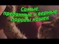 САМЫЕ ПРЕДАННЫЕ И ВЕРНЫЕ ПОРОДЫ КОШЕК  THE MOST DEVOTED AND LOYAL BREEDS OF CATS