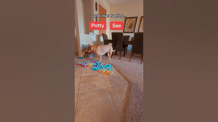 Did my TALKING DOG just tell me I SMELL??  #shorts #dogshorts #talkingdog #smartdog