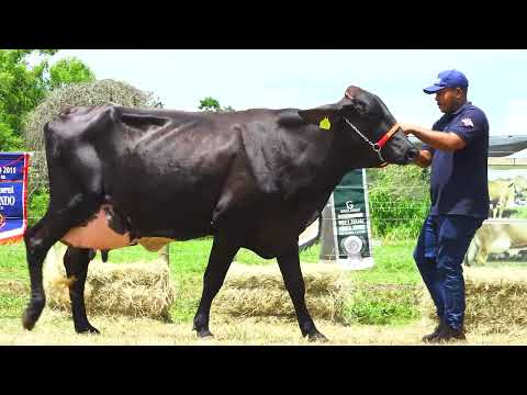 LOTE 06 BANDA FIV BRASS JGVA 4074 CL