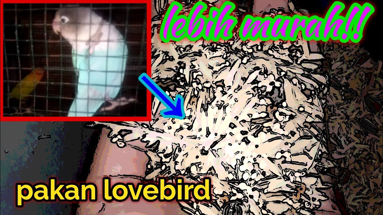 Pakan lovebird murah || ternak lovebird 