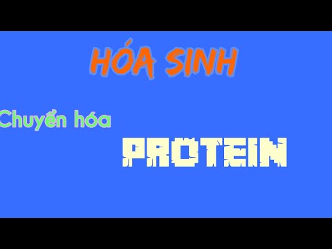 Video: Quá Trình Chuyển Hóa Protein Diễn Ra Như Thế Nào?