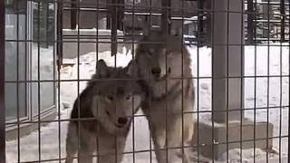 走る！！オオカミたち~Wolves are running