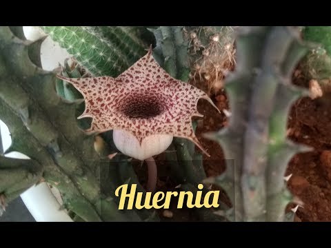 Βίντεο: Lifesaver Cactus Plants - Συμβουλές για την καλλιέργεια κάκτου Huernia