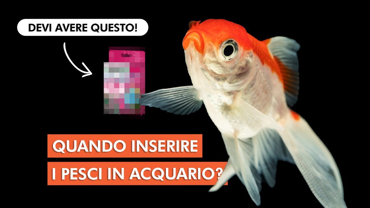 Test dei NITRITI (NO2) 🧪 | Quando inserire i PRIMI PESCI in acquario? 🐟