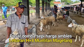 Pasaran Kliwon Muntilan Harga Domba Murah Hari ini H 4 Lebaran Pasar Muntilan Magelang Terbaru 2026