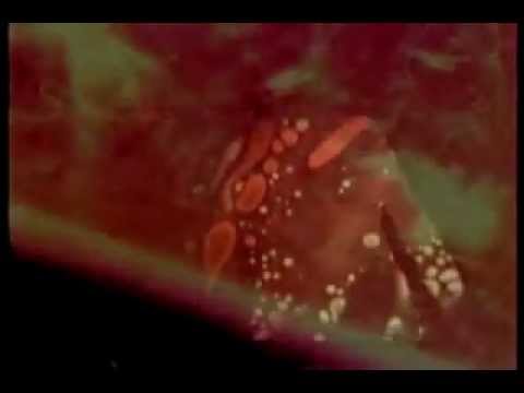 The Sea and Cake - Four Corners accords