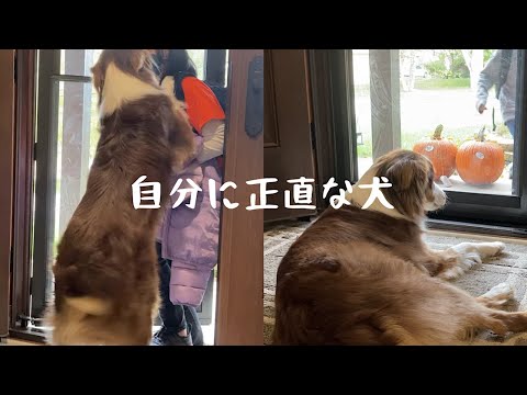 家族のお迎えがどんどん雑になるオーストラリアンシェパード 娘と息子の違いがひどすぎる【Australian Shepherd】
