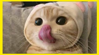 CAT TONGUE - LIE CAT -  Spiny Cat Tongue - Dikenli Kedi Dili by Fifty Shades of Cats 1,067 views 3 years ago 3 minutes, 38 seconds