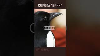 Добр, скромен, правдив…))) #сорока #Винч #vinchago