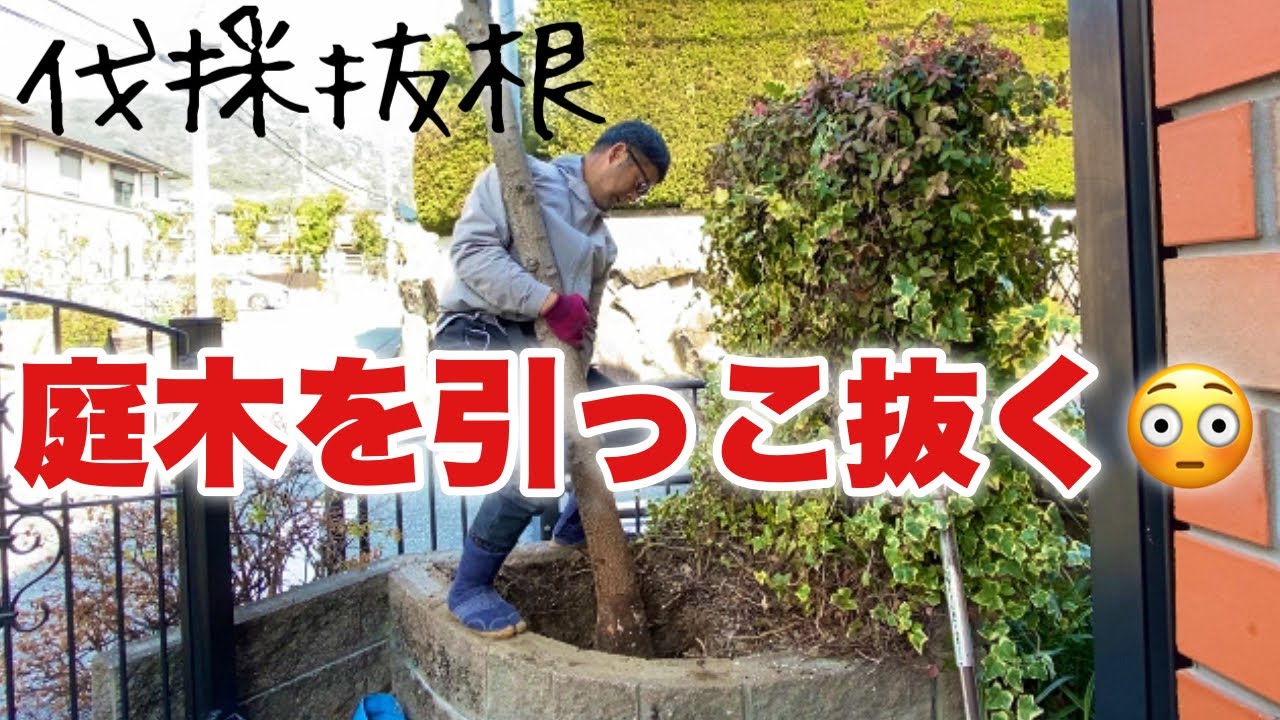 【人力抜根】効率の良い庭木の抜き方（なるほど🧐）