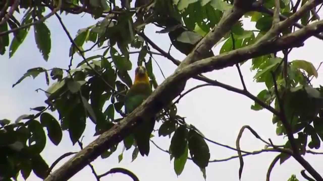 Near endemic, Saffron-headed Parrot, Pionopsitta pyrilia, Reserva Rio