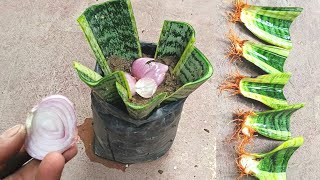 Best Natural Rooting Hormone For Snake Plant Propagation By Leaf Cutting In Soil