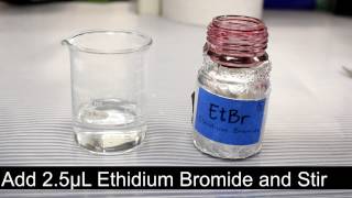 Making an Ethidium Bromide Agarose Gel