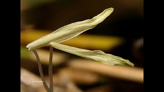 Bambu dourado Poaceae Phyllostachys aurea Riviere C Riviere