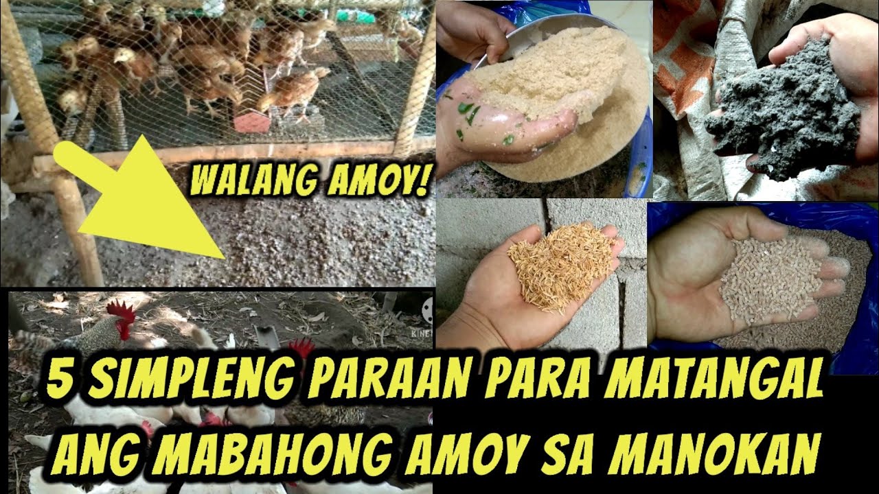 Limang paraan para matangal ang mabahong amoy sa manokan!